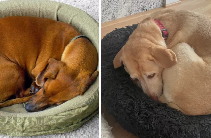 Wist je dat? Als je hond in de ‘vospositie’ ligt, heeft dit een speciale betekenis.