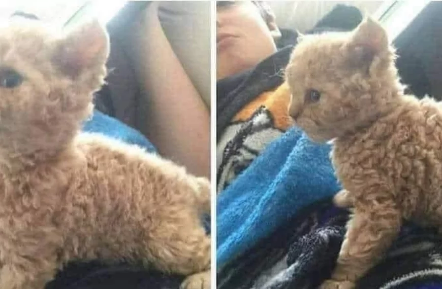 Ik had geen idee dat ‘poedel-katten’ bestonden, en nu wil ik er zo graag eentje!