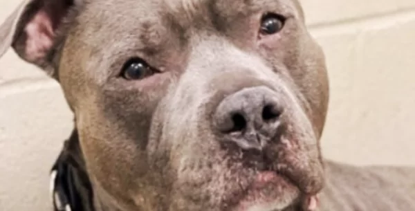 hond verliest de hoop, “huilt eindeloos” na 260 dagen in het asiel – op zoek naar een perfect nieuw huis