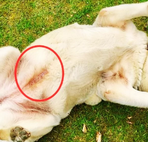 een van de honden in het asiel waar ik van hield had een blauwe &lsquo;tatoeage-achtige&rsquo; lijn.