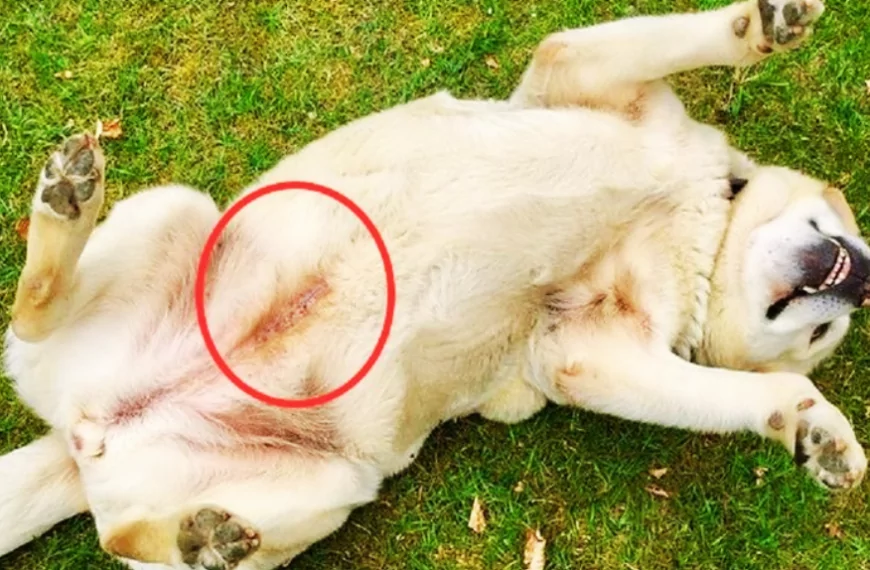 een van de honden in het asiel waar ik van hield had een blauwe ‘tatoeage-achtige’ lijn.