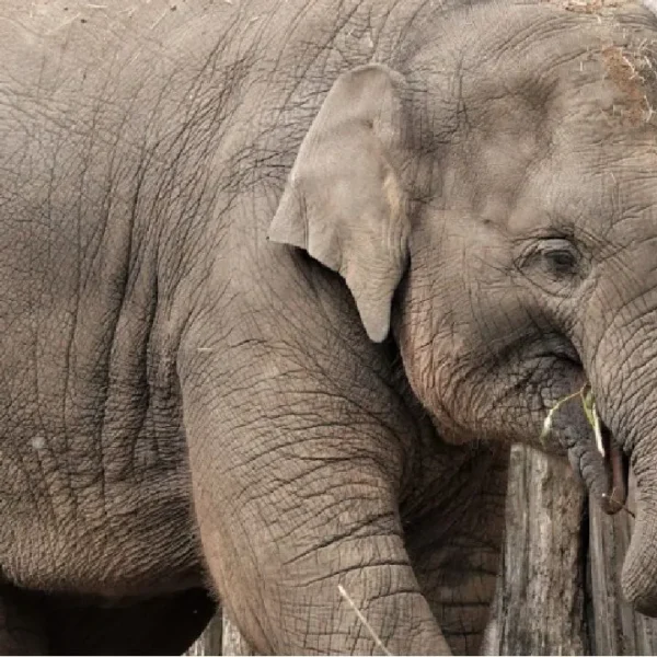 Tragisch ongeval in Dierenpark Amersfoort: Jonge olifant (4) overleden 😢