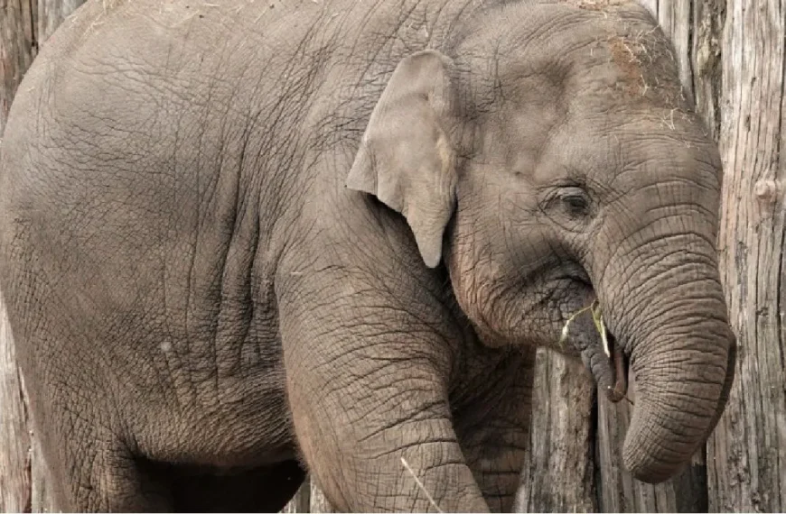 Tragisch ongeval in Dierenpark Amersfoort: Jonge olifant (4) overleden 😢