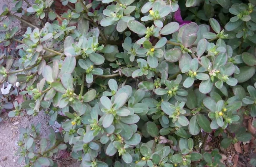 Zie je dit ´onkruid´ in de tuin groeien? Doe het dan absoluut niet weg!