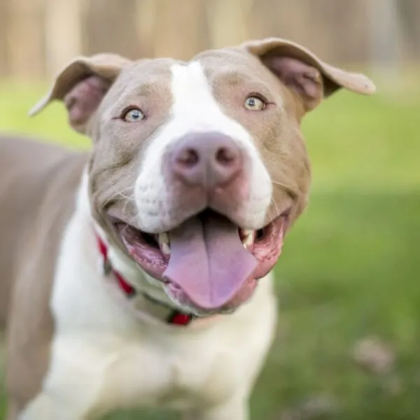 Vreselijk bijtincident met loslopende pitbull, hulp komt te laat 💔