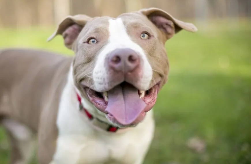 Vreselijk bijtincident met loslopende pitbull, hulp komt te laat 💔