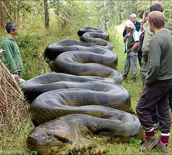 Wandelaar vindt enorm beest langs de oever van een kreek