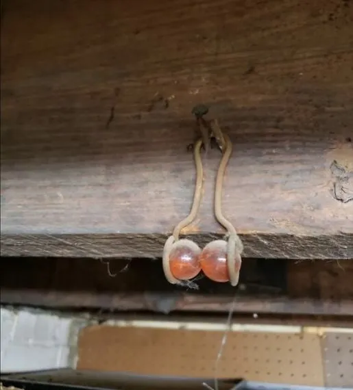 Als je dit aan de balken van je huis ziet hangen, dit is wat het betekent
