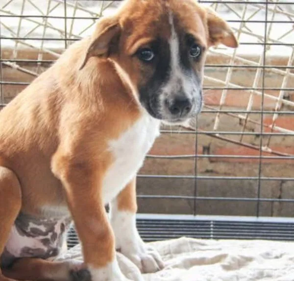 Puppy wordt 7 keer teruggebracht naar asiel – dan beseft personeel wat er aan de hand is
