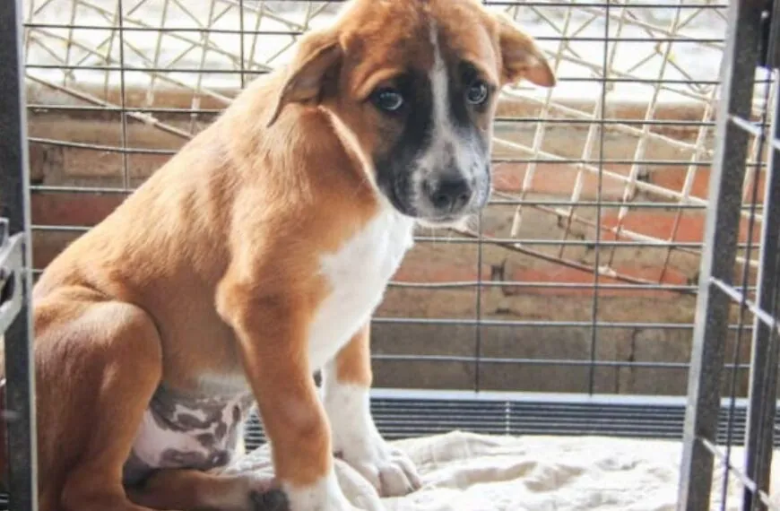 Puppy wordt 7 keer teruggebracht naar asiel – dan beseft personeel wat er aan de hand is