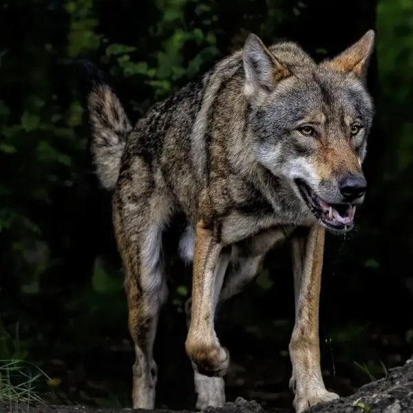 Schrikbarende nieuwe cijfers: Zoveel wolven leven er nu in Nederland