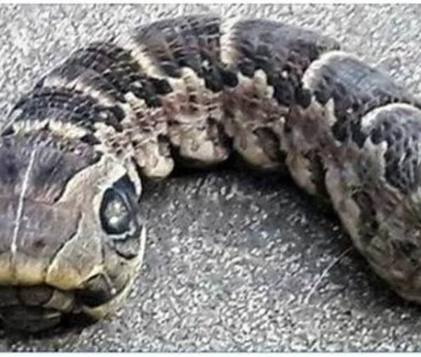 Vrouw ontdekt slangachtig monster – je gelooft nooit wat het echt is!