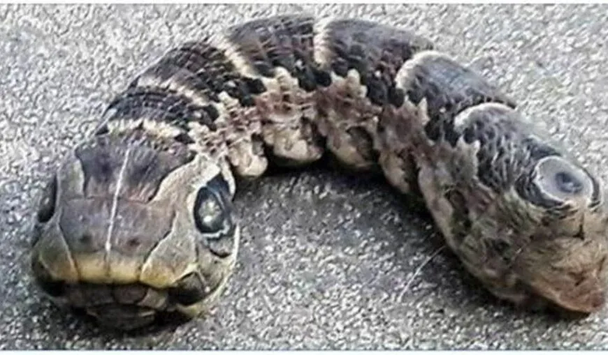 Vrouw ontdekt slangachtig monster – je gelooft nooit wat het echt is!