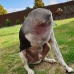 Verwarring heerst rond foto van &lsquo;hoofdloze&rsquo; hond: het verhaal ontrafeld!