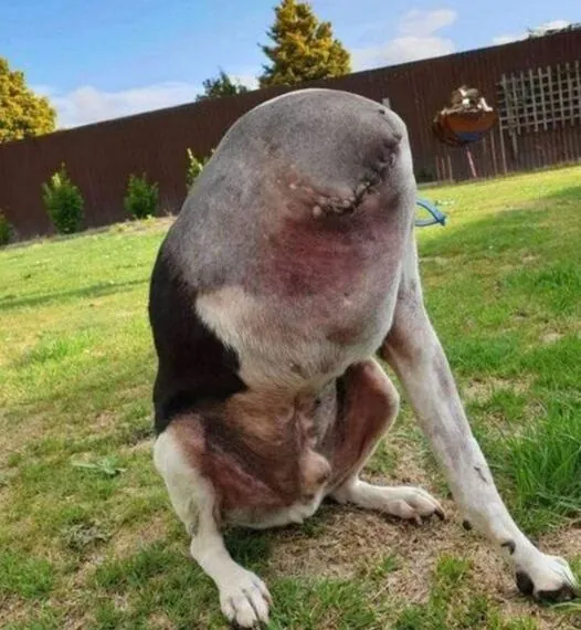 Verwarring heerst rond foto van &lsquo;hoofdloze&rsquo; hond: het verhaal ontrafeld!